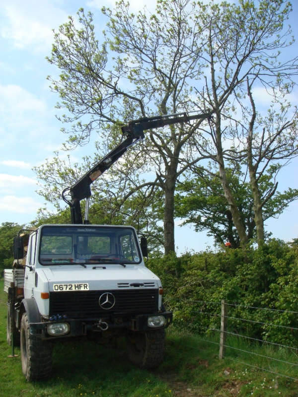 2008 06 -Tree pics (1)
